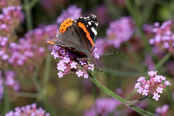 Atalanta borboleta sentado em flores — Fotografia de Stock