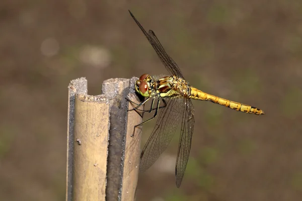 Dragonfly sitting on plank — Stock Photo, Image