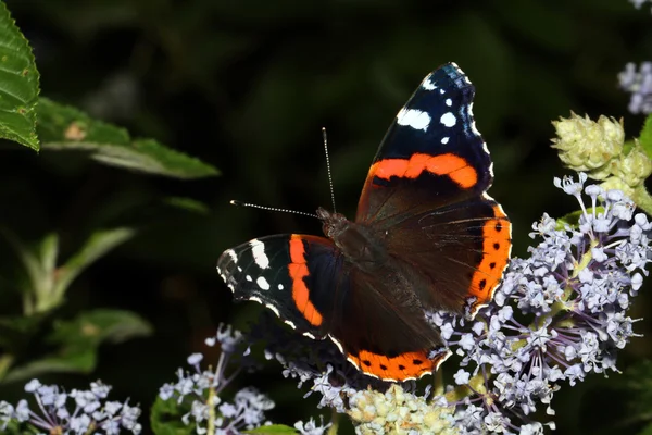 Atalanta mariposa sentada sobre flores — Foto de Stock