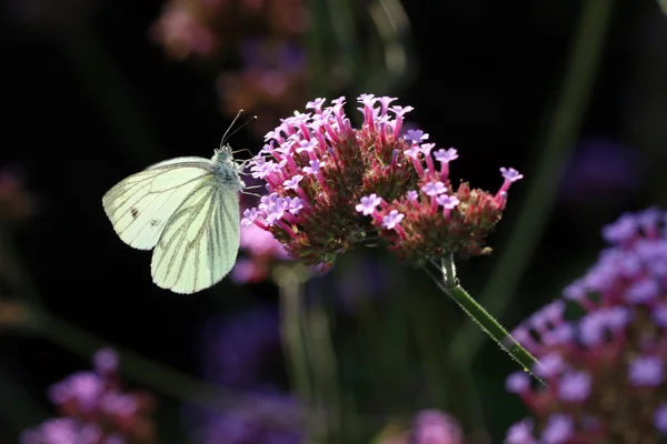花の上に座って白い蝶 — ストック写真