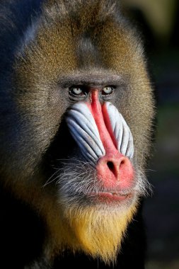 renkli Mandrill'di Hayvanat Bahçesi