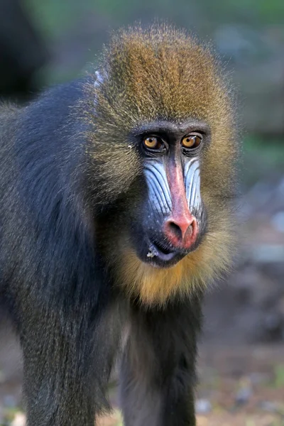 Colorful Mandrill in zoo — Stock Photo, Image