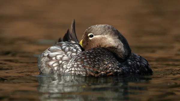 Mandarin duck close-up — Stock Photo, Image