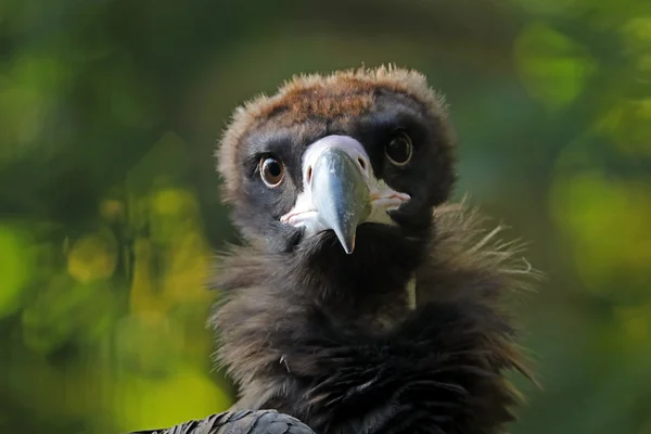 Avvoltoio cinereo nello zoo — Foto Stock