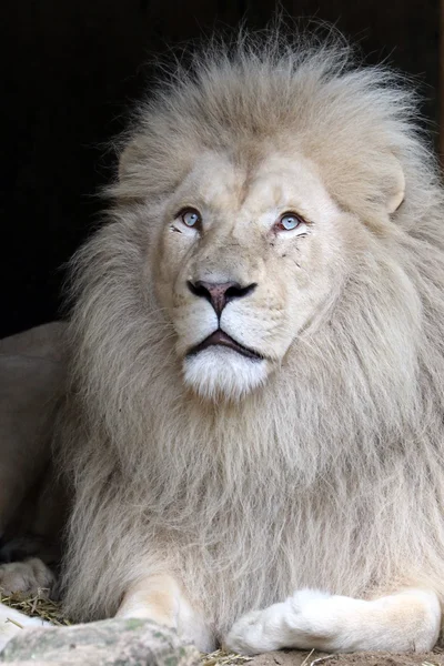White Lion Images Royalty Free Stock White Lion Photos Pictures Depositphotos White Lion Images Royalty Free Stock White Lion Photos Pictures Depositphotos