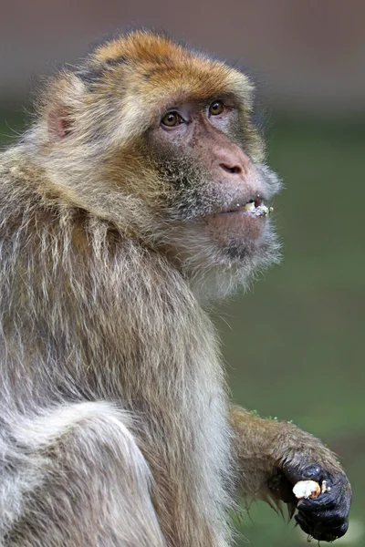 Hayvanat Bahçesi yakın çekim makak — Stok fotoğraf