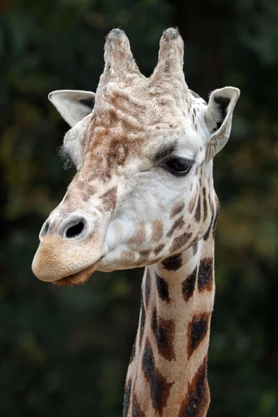 Giraffa nello zoo primo piano — Foto Stock