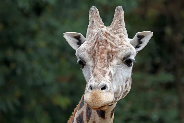 Giraffe im Zoo in Großaufnahme — Stockfoto