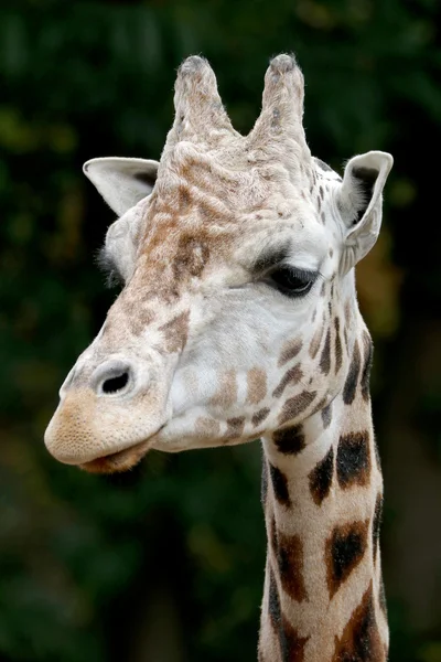 Giraffe im Zoo in Großaufnahme — Stockfoto