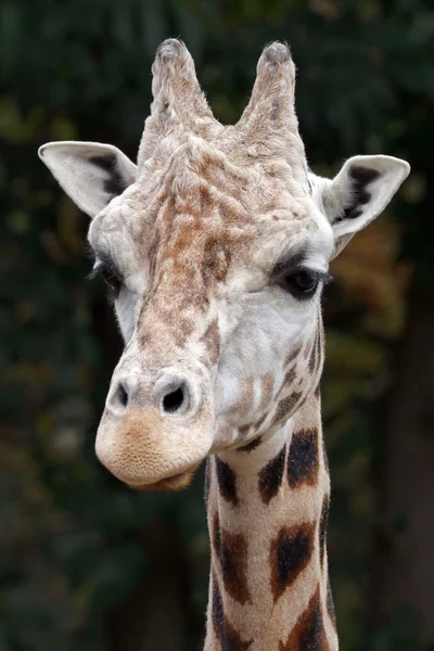 Giraffe im Zoo in Großaufnahme — Stockfoto