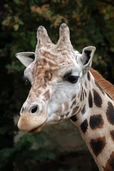 Giraffa nello zoo primo piano — Foto Stock