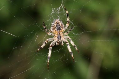 Örümcek nın yakından
