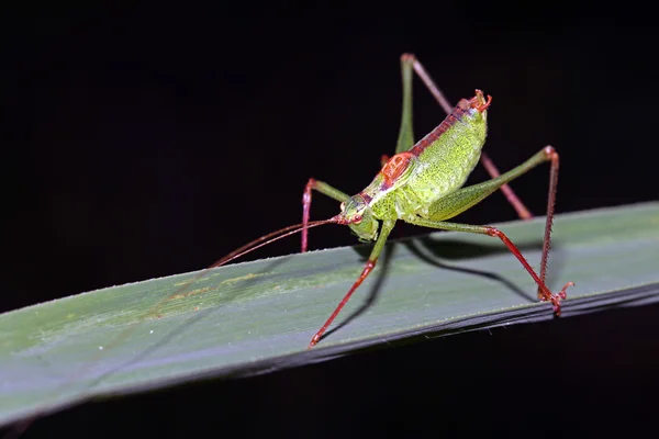 Grasshopper sentado en la hoja — Foto de Stock