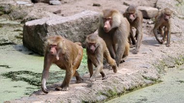 Close up of walking baboons clipart