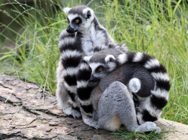 Ring-Tailed Lemurlar yakın çekim