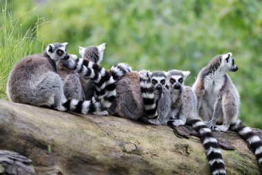 Ring-Tailed Lemurlar yakın çekim