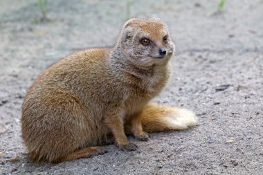 Close up photo of Mongoose clipart