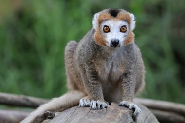 Crowned lemur on stub clipart