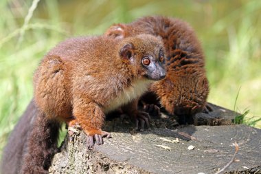 Kırmızı karınlı Lemurlar