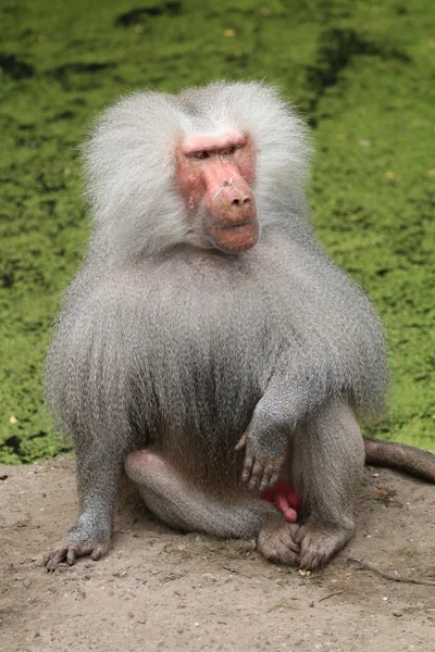 앉아있는 원숭이의 클로즈업 — 스톡 사진