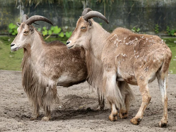 Close up of barbary sheep — Stock Photo, Image