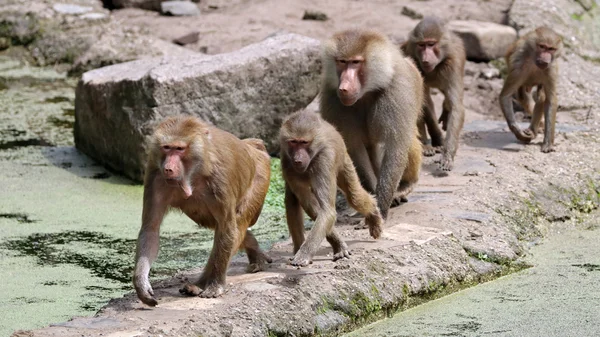 Close up of walking baboons — Stock Photo, Image