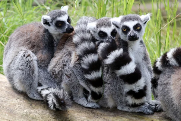 Primo piano dei lemuri dalla coda ad anello — Foto Stock