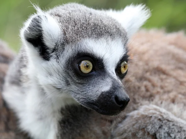 Zbliżenie ogoniasty lemur — Zdjęcie stockowe