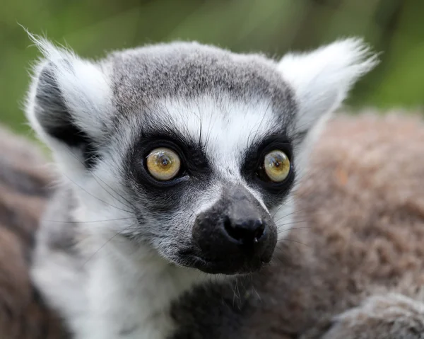 Närbild på ring-tailed lemur — Stockfoto