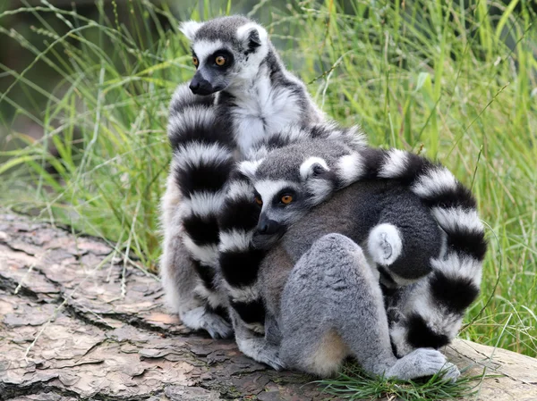 Närbild på Ring-tailed lemurer — Stockfoto