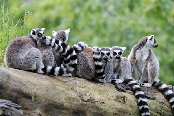Gros plan sur les lémuriens à queue cerclée — Photo