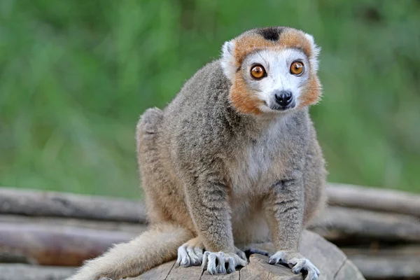 Crowned lemur on stub — Stock Photo, Image