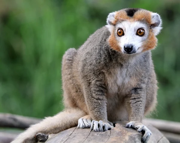 Koronowany lemur na stub — Zdjęcie stockowe