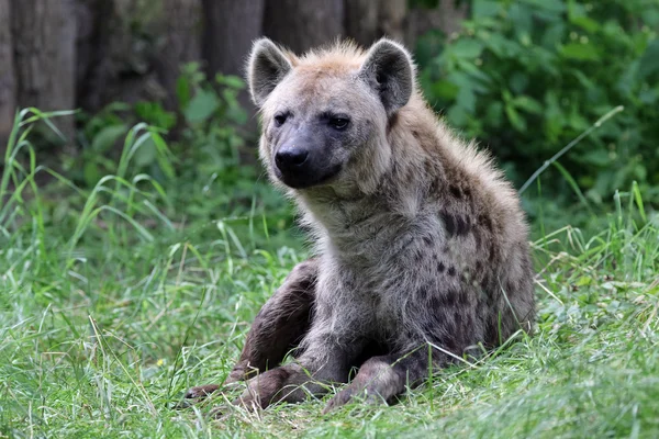 Close-up van gevlekte hyena — Stockfoto