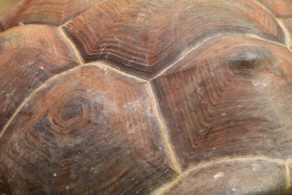 Turtle shield close up — Stock Photo, Image