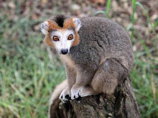 Crowned lemur on stub