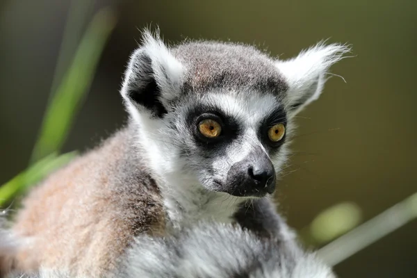 Närbild på ring-tailed lemur — Stockfoto