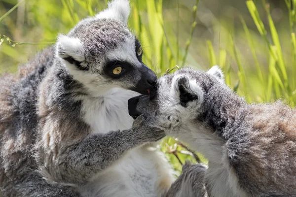 Zbliżenie na ogoniasty lemury — Zdjęcie stockowe
