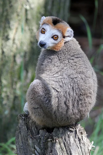 Gekroonde lemur op stub — Stockfoto