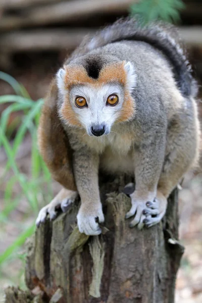 Krönt lemur på påbörjad — Stockfoto