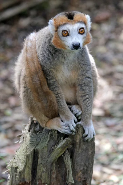 Gekroonde lemur op stub — Stockfoto