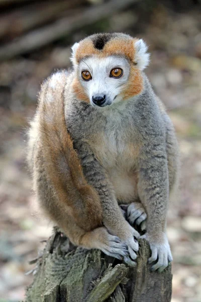 Gekroonde lemur op stub — Stockfoto