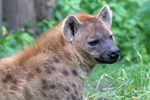 Primer plano de una hiena manchada —  Fotos de Stock