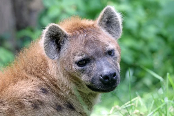 Close-up of a spotted hyena — Stock Photo, Image