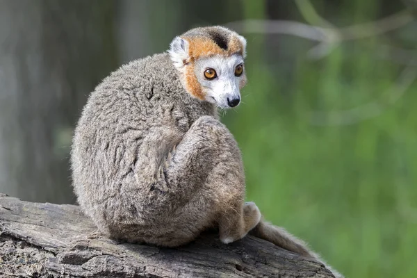 Krönt lemur på påbörjad Royaltyfria Stockbilder