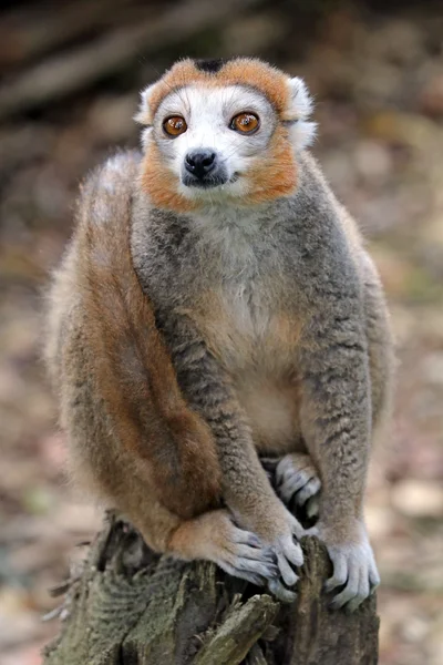 Krönt lemur på påbörjad Stockfoto