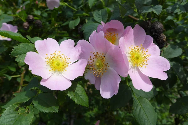 Rosas rosadas silvestres —  Fotos de Stock