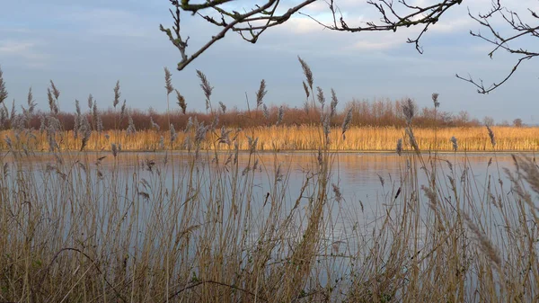 Dziki staw wiejski w reed — Zdjęcie stockowe