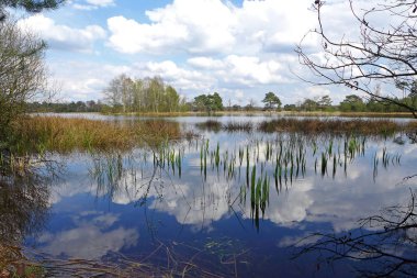 Vahşi kırsal su birikintisi reed