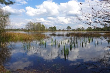 Vahşi kırsal su birikintisi reed